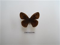 藏品(白帶波眼蝶)的圖片